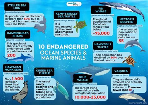 endangered ocean species  marine animals