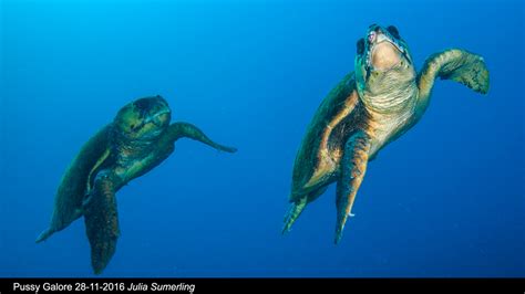 Turtle Spectacular Gallery 1 November 2016 Mike Ball Dive Expeditions