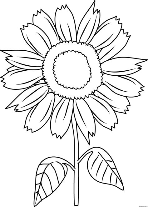 sunflower outline drawing  getdrawings