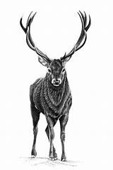 Stag Deer Loren Dowding sketch template