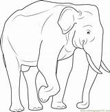 Elephant Indian Coloring Pages Asian Printable Coloringpages101 Color Animals sketch template