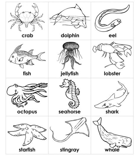 educational coloring pages sea animals preschool animals black
