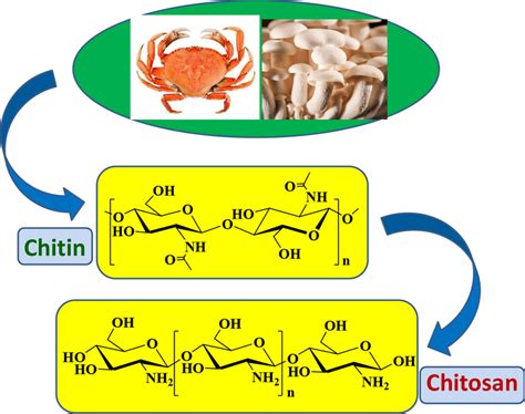 Natural Sources Of Chitin And Chitosan Derived From The N Deacetylation