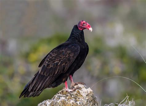 vulture bird facts cathartes aura   animals