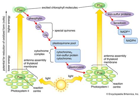 describe light reaction  photosynthesis  suitable diagram