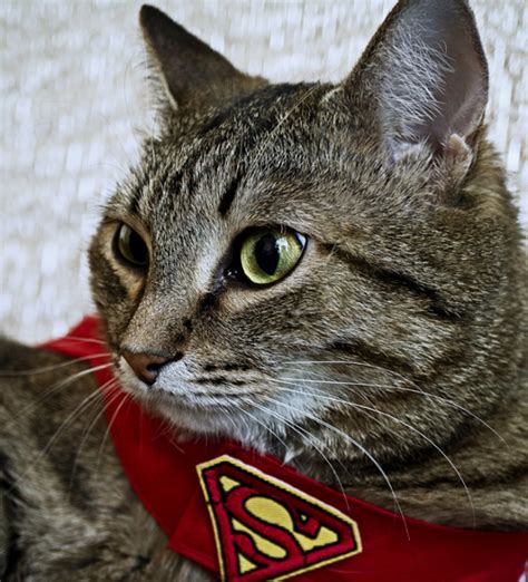 super kitties    cost sharing app