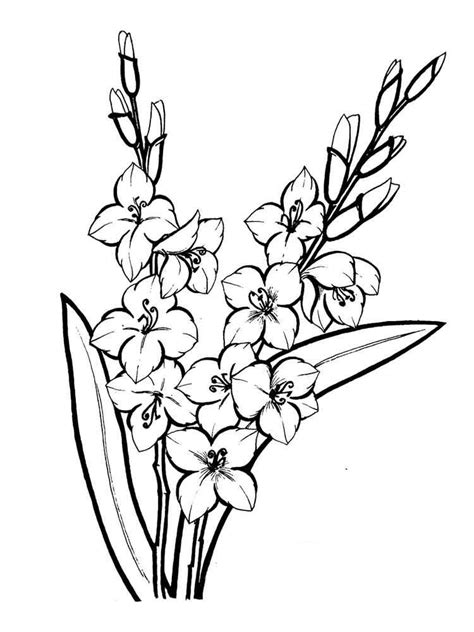 image result  gladiolus flower outline garden coloring pages