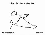 Fur Coloring Seal Northern Designlooter 612px 5kb sketch template