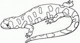 Lizard Salamandra Kameleon Kolorowanki Jaszczurki Mewarnai Salamandre Kadal Colorir Gecko Kolorowanka Druku Coloriage Salamandras Dibuos Lagarto Pobrania Dessin Pokoloruj Drukowanka sketch template
