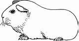 Meerschweinchen Ausmalbilder Cavia Hamster Malvorlage Cuyo Guinea Cobayas Malvorlagen Cuyos Stockfoto Such Animales sketch template