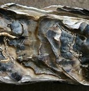 Afbeeldingsresultaten voor Japanse oester. Grootte: 182 x 136. Bron: rijkewaddenzee.nl