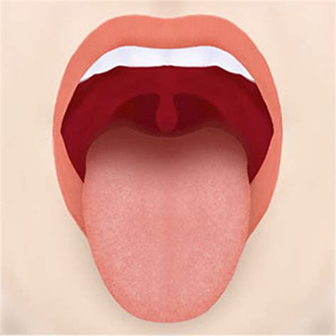 tongue diagnostics rendezvous   organs normamed sa