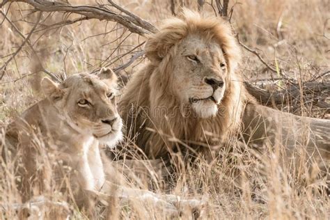 Male And Female Lion Stock Image Image Of Felidae Lioness 1788113