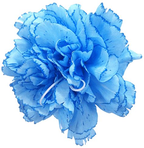 carnation rose blue cut flowers blue pea flower png    transparent