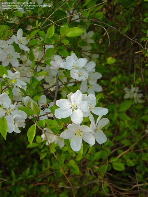 plant identification white flowering tree   jpofsunya