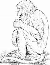 Monkey Proboscis Coloring Pages Monkeys Big Nosed Nose Gif sketch template