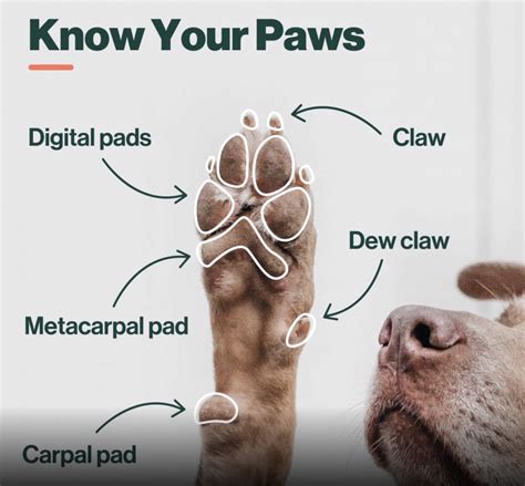 dogs paws     care    farmers dog