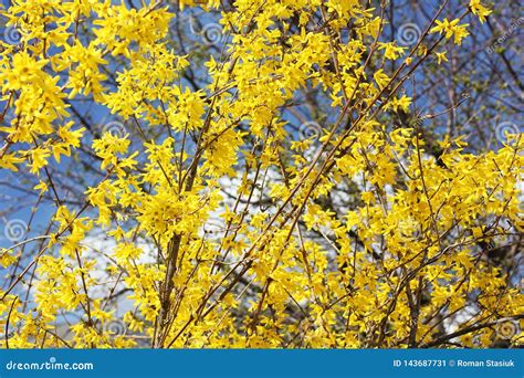 yellow tree blooms  spring flowering tree close  stock image