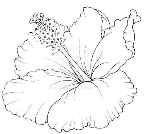 hibiscus flowers coloring pages  getdrawings