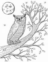 Owl Horned Great Tree Coloring Pages Robin sketch template