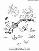 Coloring Pages Pheasant Bažant Omalovánka Obrázku Výsledek Pro Pinu Zdroj Cz Google Birds sketch template