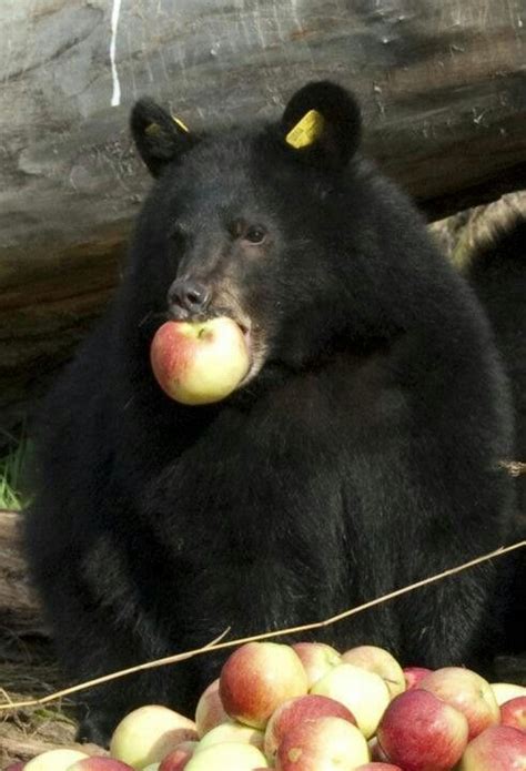 black bear eating apple cute  animals baby animals funny
