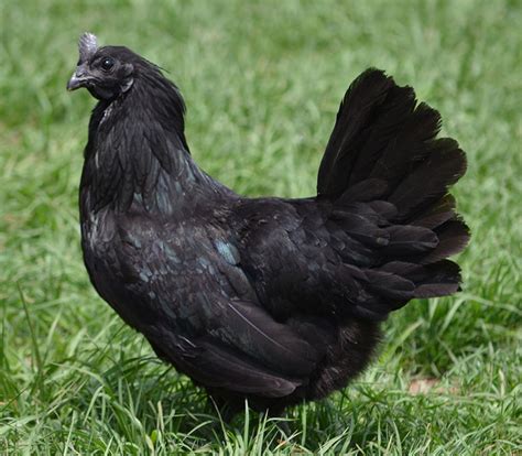 ayam cemani facts  didnt  backyard chickens learn