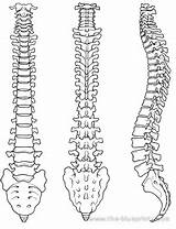 Spine Drawing Spinal Skeleton Simple Anatomy Drawings Cord Easy Human Column Blueprints Blueprint Vertebrae Bones Coloring Pages Vertebral Diagram Back sketch template