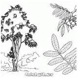 Rowan Drzewa Colorkid Kastanienbaum Kolorowanka Albero árbol Sosny Lindenbaum Sorbier Coloriage Bouleau Betulla Quercia Pinos sketch template