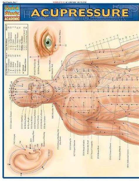 acupressure laminate reference chart english free shipping