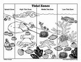 Coloring Zone Tidal Zones sketch template