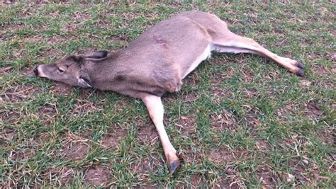 mystery of the 3 legged deer solved man charged with killing doe