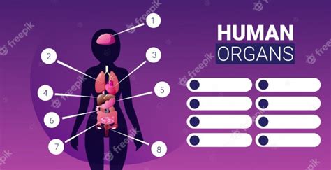 human body structure infographic poster with female internal organs