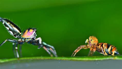 Shiny Markings Tell Jumping Spiders Who S A Guy Futurity