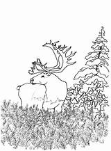 Coloring Pages Forest Caribou Woodland Animals Deer Color Kids Printable Getcolorings Template Popular sketch template
