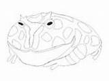 Coloring Frog Frogs Pages Ornate Horned Ws sketch template