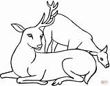 Deer Coloring Pages Family Template Antler Drawing Print Printable Clipart Templates Animal Drawings Animals sketch template