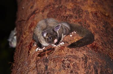 buy yellow bellied glider image  print canvas  martin willis photographs