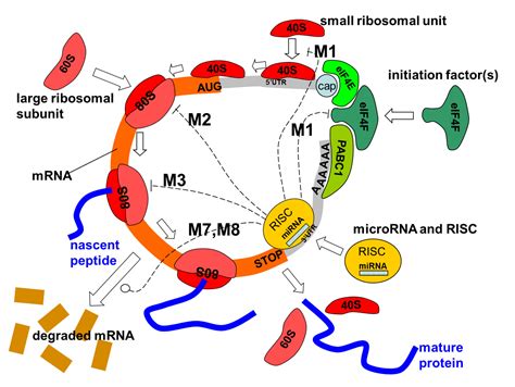 filemirna mechanismsjpg wikimedia commons