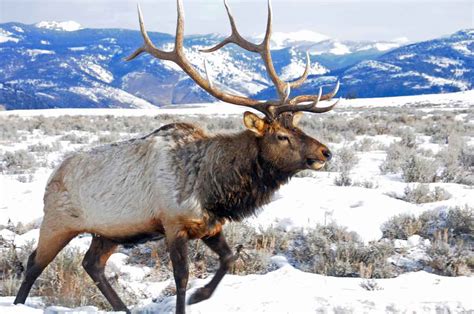 5 Reasons To Visit Yellowstone This Winter