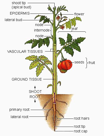 plant diagram diagram  plant plants chart diagram  plant cell