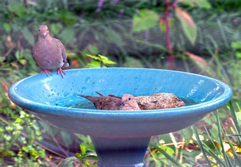 mourning dove spa day enjoying  spa day evidently  flickr