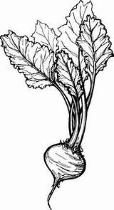 Drawing Beet Sketch Sugar Illustration Drawings Plant Beetroot Sketches Fruit Vegetable Vintage Pen Painting Tattoo Coloring Pages Visit Choose Board sketch template