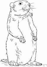 Coloring Groundhog Standing Printable Pages Groundhogs sketch template