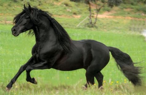 beautiful black horse galloping   grass