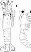 Afbeeldingsresultaten voor Palinurus mauritanicus Anatomie. Grootte: 63 x 103. Bron: bioone.org
