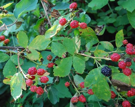 herbal remedies  home medicinal   wild berries