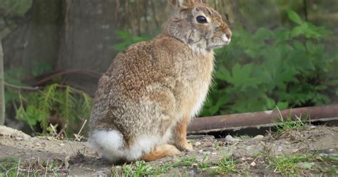 fun facts  eastern cottontail nature notes blog