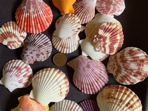 mm natural seashells mixed color beach seashells lot  sea
