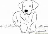 Labrador Sheets Dogs Coloring Pages Chocolate Template Retriever sketch template